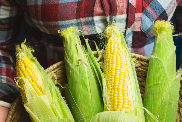 Orgaaninen tuore maatilan maissi tähkän miehen käsissä, viljelijä pitää syksyllä sato keltainen maissi maissi, Meksikon amerikkalainen sato  - Valokuva, kuva
