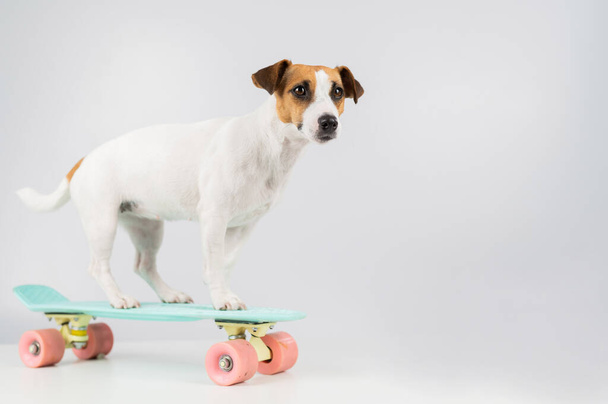 Dog on a penny board on a white background. Jack Russell Terrier rides a skateboard in the studio. - 写真・画像