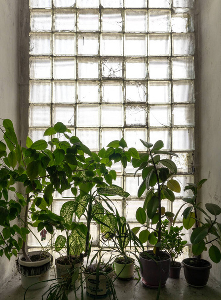 A vertical shot of different plants on the ground, in front of a window in an old building - Foto, immagini