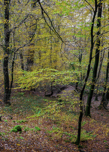 A vertical shot of a forest covered in trees and dried leaves in autumn - Foto, imagen