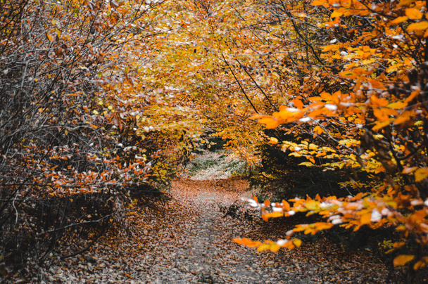 The beautiful autumn forest with golden foliage. - Φωτογραφία, εικόνα