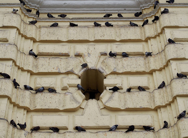 Alacsony szögű felvétel galambokról egy építkezésen. - Fotó, kép