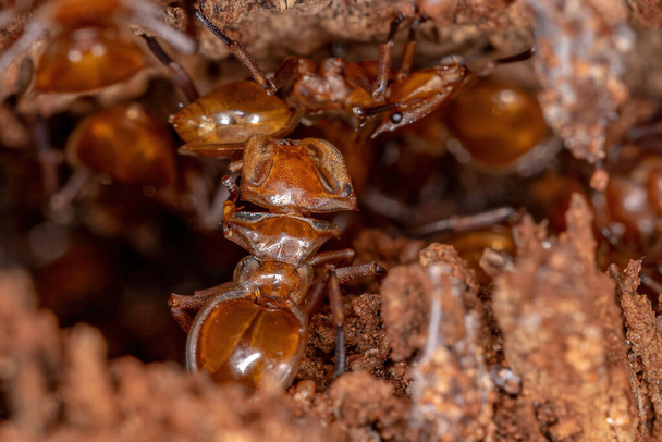 Hormigas adultas de la Tortuga Amarilla del Género Cefalotes en la colonia en un agujero en un tronco de palma - Foto, Imagen