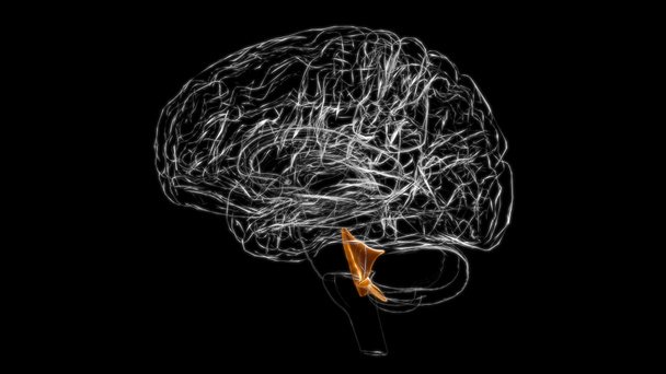 Vierte Herzkammer des Gehirns Anatomie für medizinisches Konzept 3D Illustration - Foto, Bild
