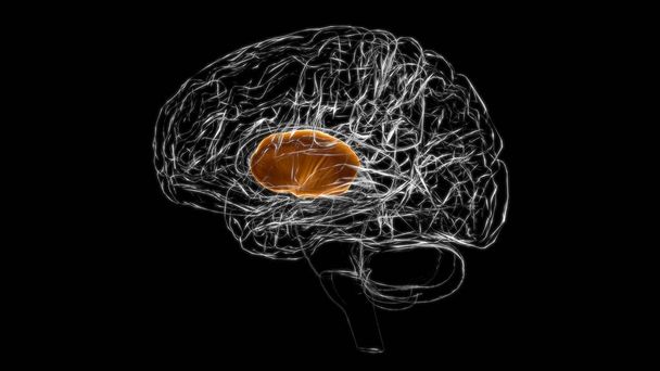 Gehirnkapsel Anatomie für medizinisches Konzept 3D Illustration - Foto, Bild