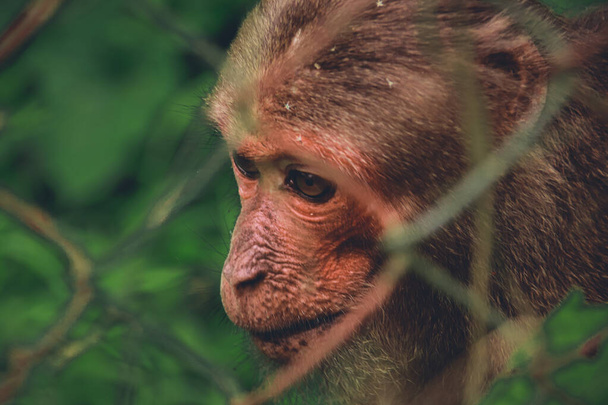 A closeup of the rhesus macaque from the other side of the metal fence. Phong Nha - Ke Bang National Park, Vietnam. - Φωτογραφία, εικόνα
