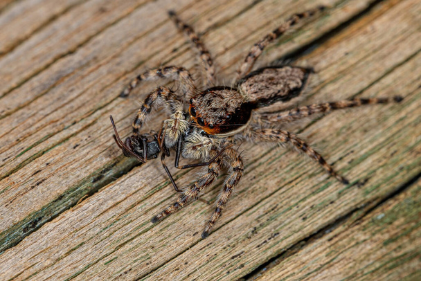 Pequeña hembra macho gris pared saltando araña de la especie Menemerus bivittatus aprovechando una araña saltando del género Sarinda - Foto, imagen