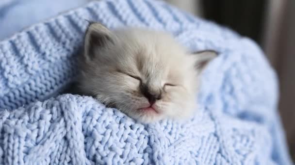 μικρό γατάκι κοιμάται γλυκά σε μια μπλε πλεκτή κουβέρτα στο σπίτι - Πλάνα, βίντεο