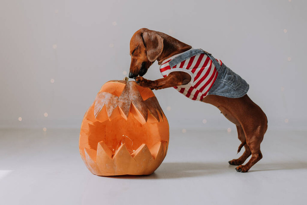 Dwarf dachshund in a dog jumpsuit rests its front paws on a large lantern in the form of a pumpkin and looks inside it. gray background. space for the text. Halloween concept. High quality photo - Photo, image