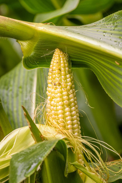 corn cob in the corn field just before harvest - Photo, Image