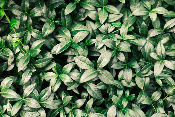 close-up top view of nature green leaf texture, dark wallpaper concept, natural background, tropical leaves - Foto, Imagen