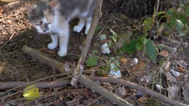 Evsiz üç renkli kedi yiyecek arıyor, ormandaki kuru dalların altında avlanıyor. 4k - Video, Çekim