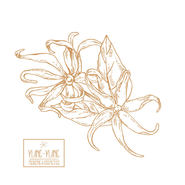 Hand drawn vector ylang ylang flowers illustration - Vetor, Imagem