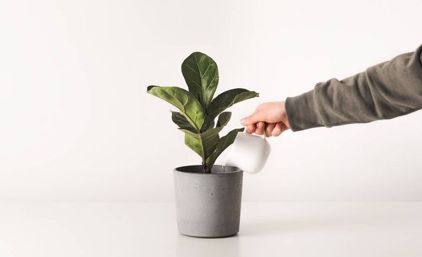 Hand watering houseplants ficus in pot white minimalistic background. Home plants care concept. - Photo, image