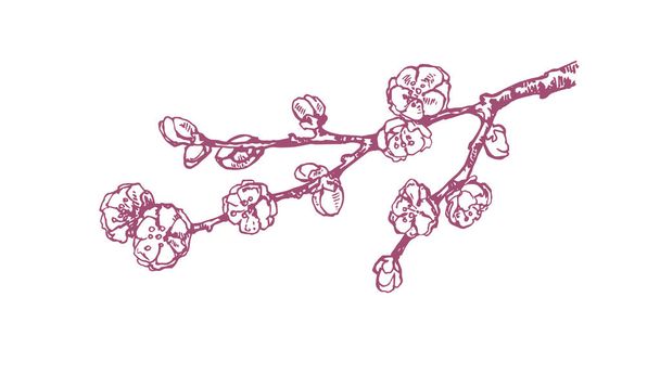 Kézzel rajzolt vektor rózsaszín szilvavirág illusztráció - Vektor, kép