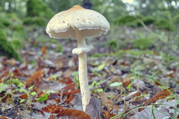 Wide-angle shot of a mushroom among dry leaves in a forest in autumn. Macrolepiota mastoidea. Close-up. - Photo, Image