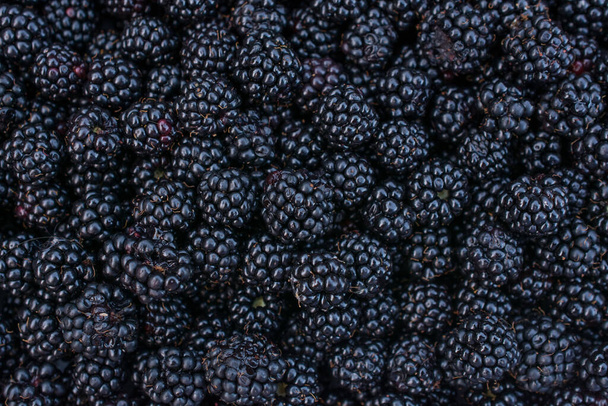 Blackberry fruit gros plan fond horizontal
 - Photo, image