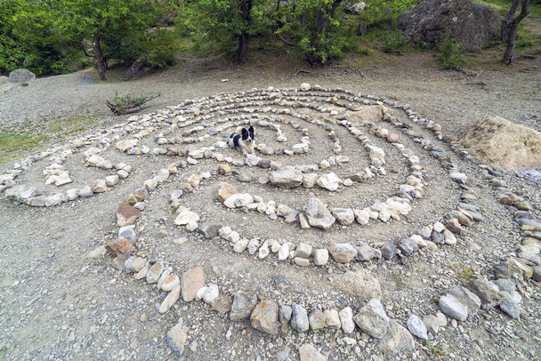 Een border collie hond ligt midden in een stenen doolhof - Foto, afbeelding
