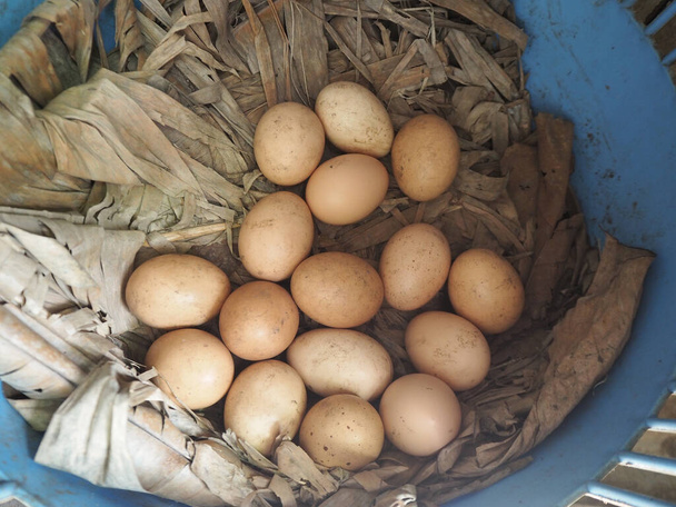 Курячі яйця на сухому листі в кошиковому гнізді
. - Фото, зображення