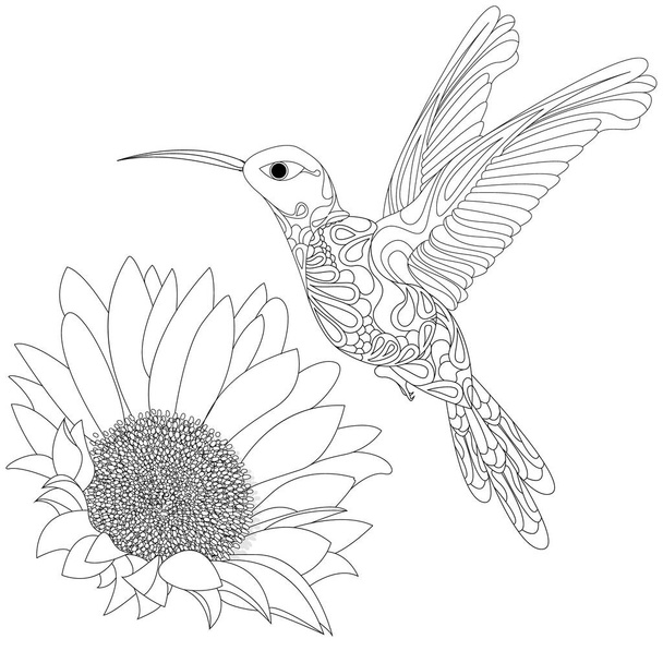 Vector illustration of hummingbird or colibri with flower isolated on white background,  monochrome. Coloring page - ベクター画像