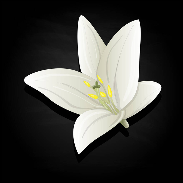 Beautiful Lily flower set. Floral elements. Color vector illustration - Vector, Image