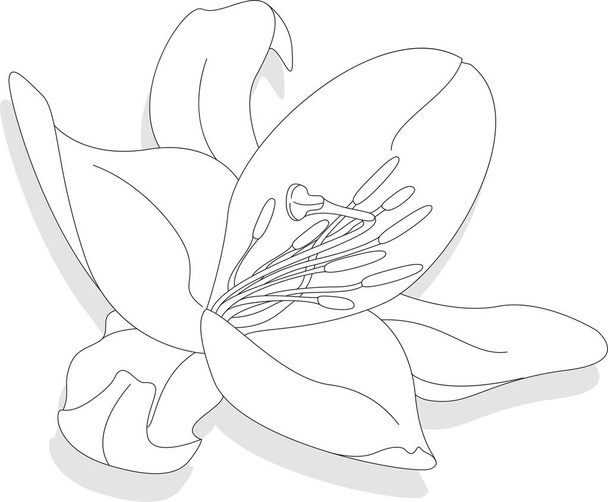 Όμορφο λουλούδι Lily σε λευκό φόντο. Μονόχρωμη απεικόνιση - Διάνυσμα, εικόνα