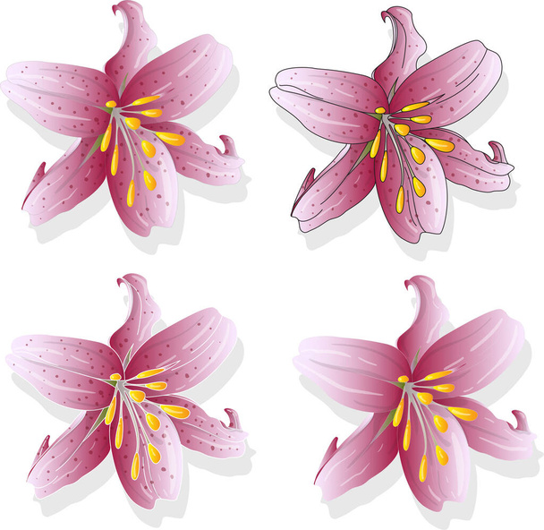 Gyönyörű liliom virágszett. Virágos elemek. Színvektor illusztráció - Vektor, kép