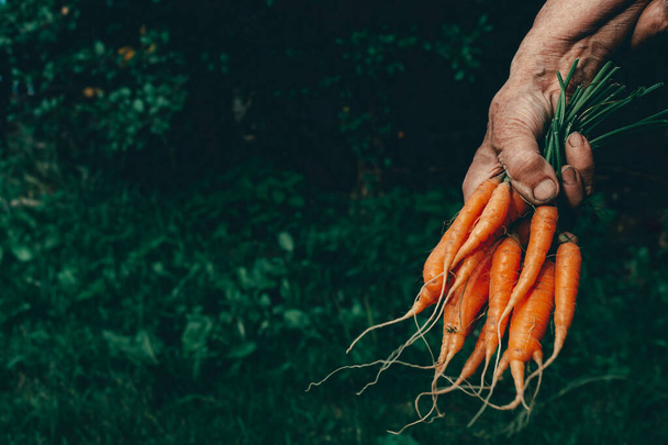 Carrots harvest in very old womans hand. - Foto, Bild