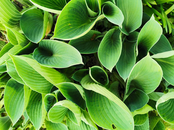 Elongated matte green hosta leaves, top view, in the Botanical Garden of St. Petersburg. - Photo, Image