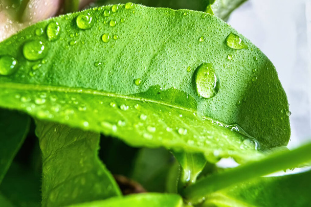 Makro-Nahaufnahme von Schöne frische grüne Blatt mit Wassertropfen nach dem Regen in der Morgensonne Natur Hintergrund. - Foto, Bild