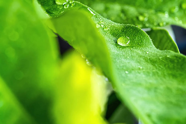 Macro closeup of Beautiful fresh green leaf with drop of water after the rain in morning sunlight nature background. - Φωτογραφία, εικόνα