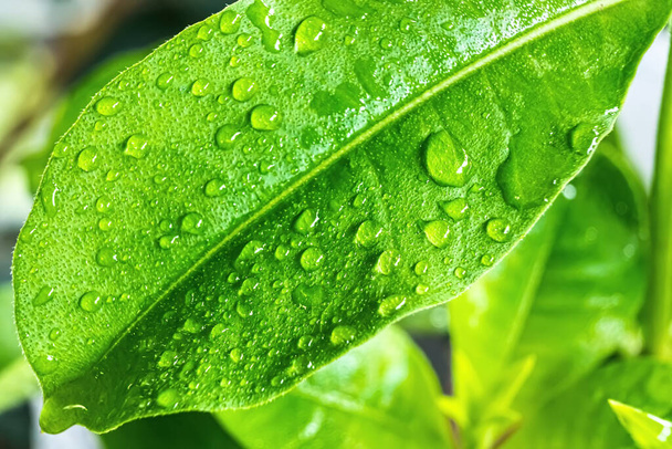 Макро крупним планом красивий свіжий зелений лист з краплями води після дощу на фоні ранкового сонячного світла
. - Фото, зображення