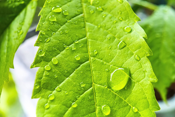 Macro gros plan de belle feuille verte fraîche avec une goutte d'eau après la pluie le matin lumière du soleil fond de la nature. - Photo, image