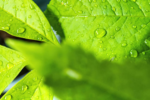 Macro closeup of Beautiful fresh green leaf with drop of water after the rain in morning sunlight nature background. - Foto, immagini