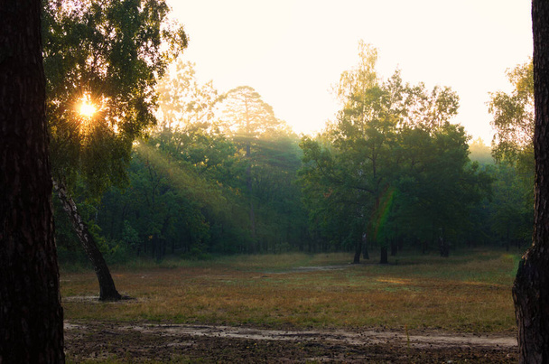 Sonnenstrahlen scheinen durch die Baumblätter. Landschaftlich reizvoller Sonnenaufgang im Wald. Leichter Nebel gibt der Landschaft etwas Rätsel auf. Sonniger Wald am frühen Morgen. - Foto, Bild