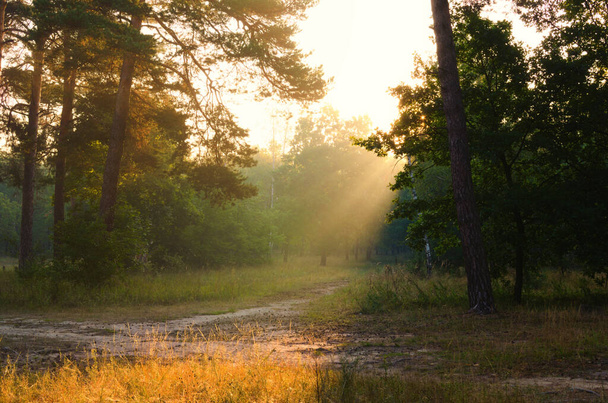 Удивительный рассвет в лесу. Луч солнца светит сквозь деревья. Легкий туман добавляет таинственности ландшафту. Солнечный лес рано утром. - Фото, изображение