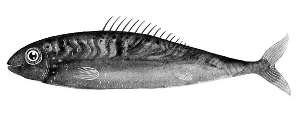 Hal és horgászat. A halászat boldoggá tesz - akvarell illusztráció nyomtatáshoz. - Fotó, kép