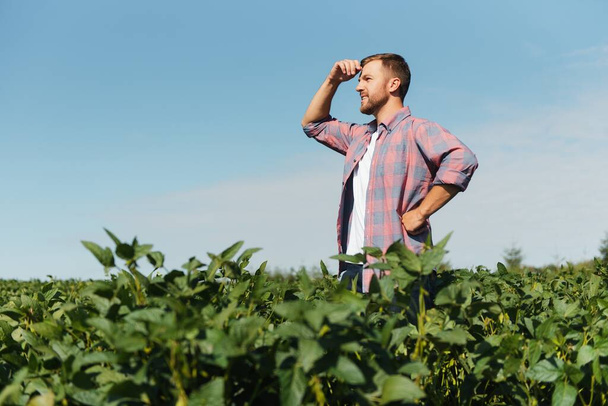 Agronomist inspecting soya bean crops growing in the farm field. Agriculture production concept. young agronomist examines soybean crop on field in summer. Farmer on soybean field - Foto, imagen