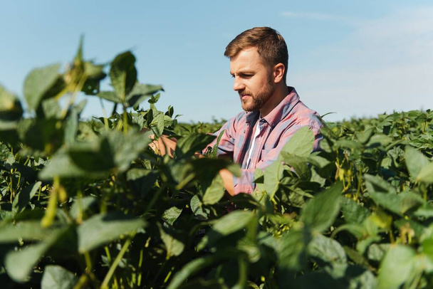 Young farmer in soybean fields - Photo, Image