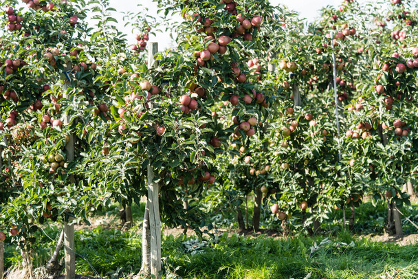 Apple trees next to Hamburg - Photo, Image