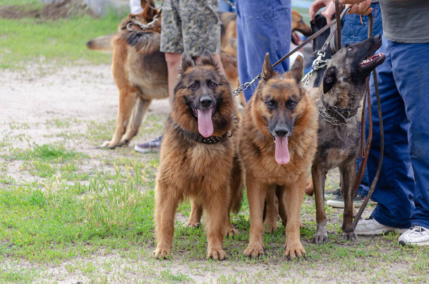 Leashed sheepdogs outdoors. German and Belgian sheepdogs. Group - Photo, Image