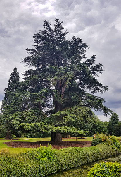 Cèdre libanais connu sous le nom de cèdre du Liban ou de cèdre du Liban dans le Denham Country Park, Hillingdon, Londres, Royaume-Uni - Photo, image