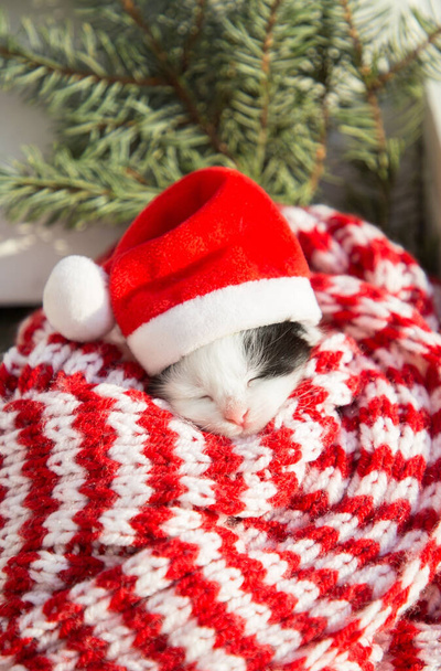 small black and white kitten is sleeping sweetly, lying on a soft knitted striped scarf in a Santa hat. Christmas cozy holidays for your beloved pet - Photo, Image