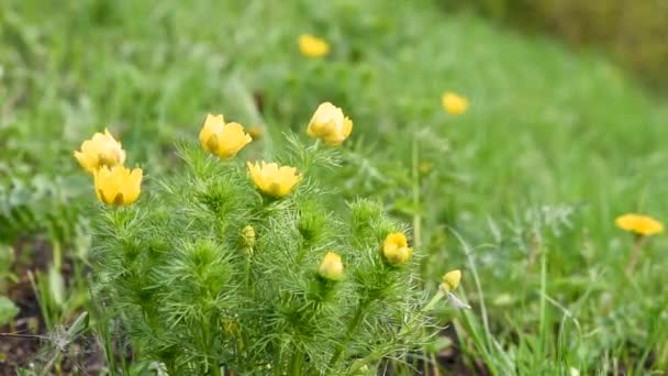 Hermosas flores amarillas adonis en un prado verde en primavera  - Metraje, vídeo