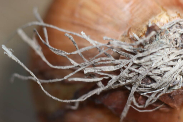 新鮮な乾燥したタマネギの球根のクローズアップビュー。乾燥した根と茶色の皮を持つタマネギ - 写真・画像