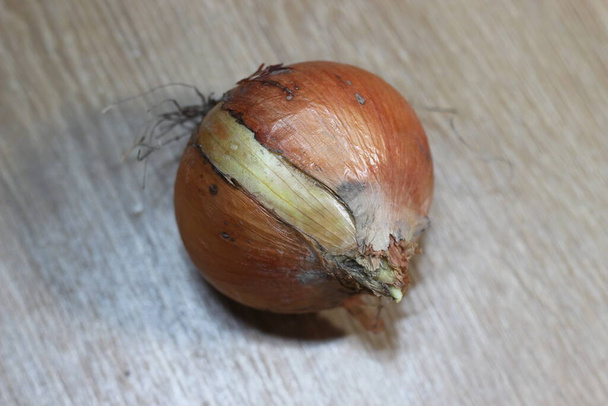 Closeup view of a fresh dry onion bulb. Onion with dry roots and brown peelings - Photo, Image