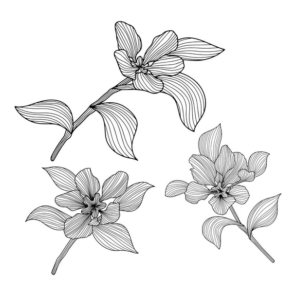 Foglie e fiori isolati su bianco. Illustrazione vettoriale disegnata a mano. Competizione astratta - Vettoriali, immagini