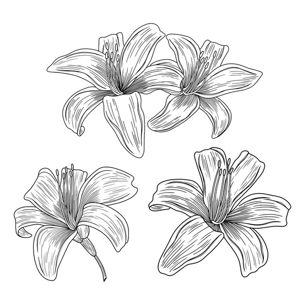 Flores de lirio aisladas en blanco. Ilustración vectorial dibujada a mano - Vector, Imagen
