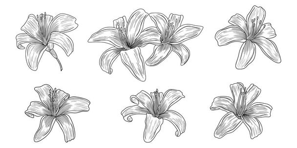 Fleurs de lys isolées sur blanc. Illustration vectorielle dessinée main - Vecteur, image