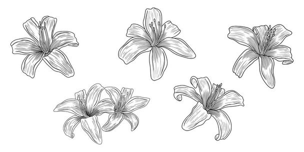 Lily Flowers elszigetelt fehér. Kézzel rajzolt vektor illusztráció - Vektor, kép